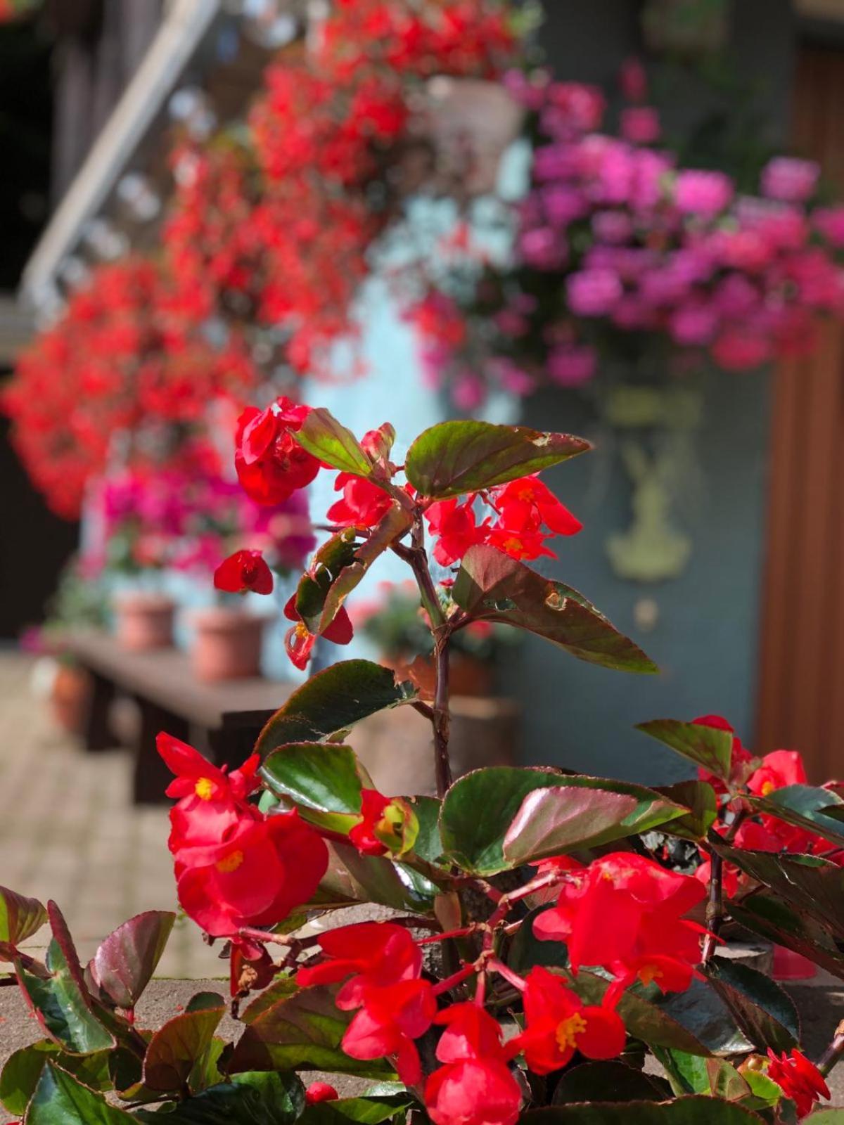 Haus-Erzberg Bed & Breakfast Vordernberg Bagian luar foto